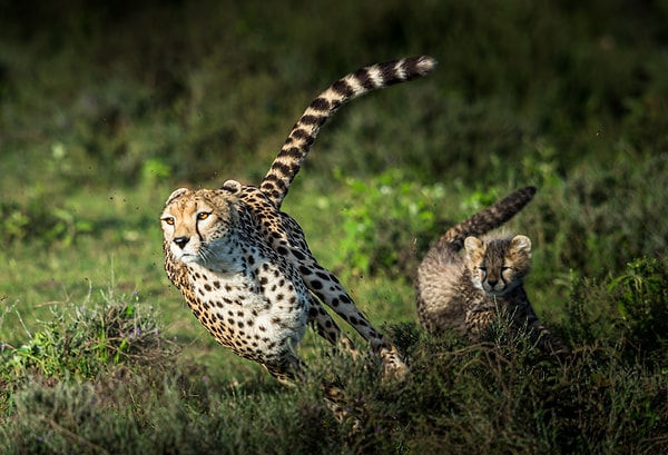 Calvin Klein'ın bu parfümü, çita, jaguar, kaplan ve aslan gibi vahşi kedileri 1 km öteden kokusuyla kendine çekebilme gücüne sahip.