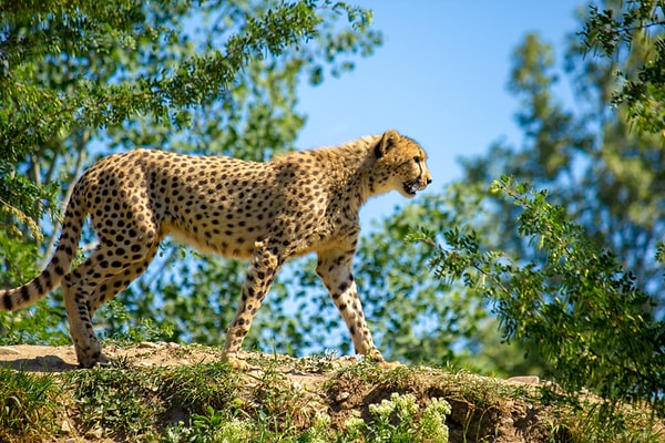 Bu ilginç keşfin ardından vahşi doğa fotoğrafçıları çita ve jaguar gibi vahşi kedigilleri fotoğraflayabilmek için bu parfümü kullanmaya başladı.