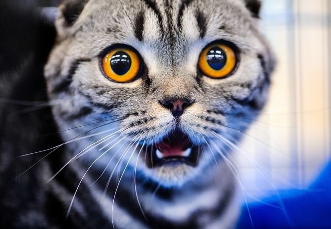 Приют в Англии ищет новых хозяев для котенка, который не является ни самцом, ни самкой