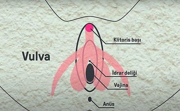 Klitoris nedir?