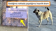 Sokak Köpeklerinin Uyutulması ve Evlat Acısıyla İlgili Tehditkar Pankart Sosyal Medyayı İkiye Böldü