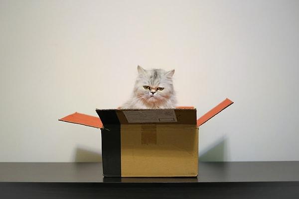 Kedilerin evlerinde daha rahat inceleneceği düşünüldüğü için laboratuvar yerine kediler evlerinde gözlemlendi.