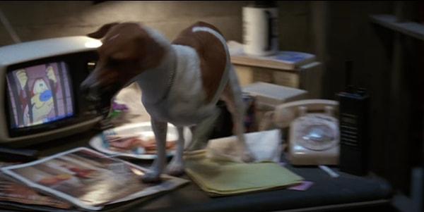 14. The Mask (1994) filminde Stimpy isimli kedinin köpeği kafesten çıkartmaya çalışırken köpek de sonrasında Stanley karakterinin hapisten çıkmasına yardım ediyor.