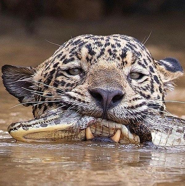 1. Timsah avlayan bir jaguarla içeriğimize başlayalım.