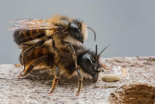 15. Ve son olarak, ilginç bir bilgiyle içeriğimizi kapatalım: Erkek bal arıları çiftleştikten sonra  penislerini dişilerin içinde bırakırlar.