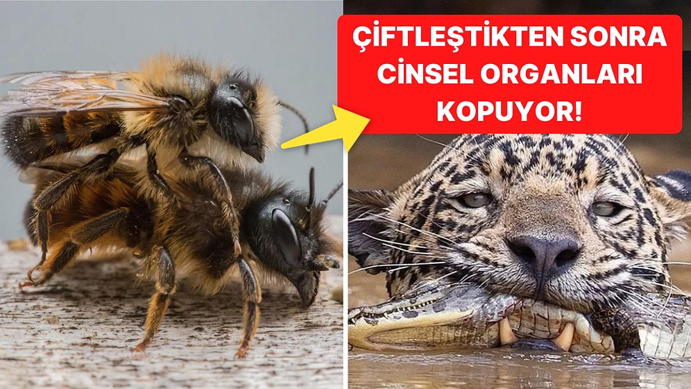 Doğanın Korkutucu Yüzünü İliklerinize Kadar Hissetmenize Sebep Olacak Birbirinden Ürkütücü 15 Yeni Fotoğraf