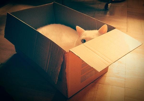 Utrecht Üniversitesi araştırmacılarının bu konudaki bulguları da aynı yönde; kediler karton kutuda sakinleşiyor ve güvende hissediyor.
