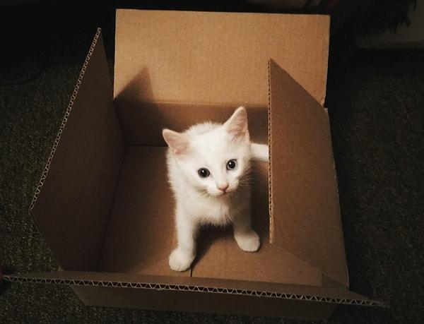 Kedilerin boş kutu gördükleri anda içine girmeden duramadıklarını mutlaka şahitlik fark etmişsinizdir.