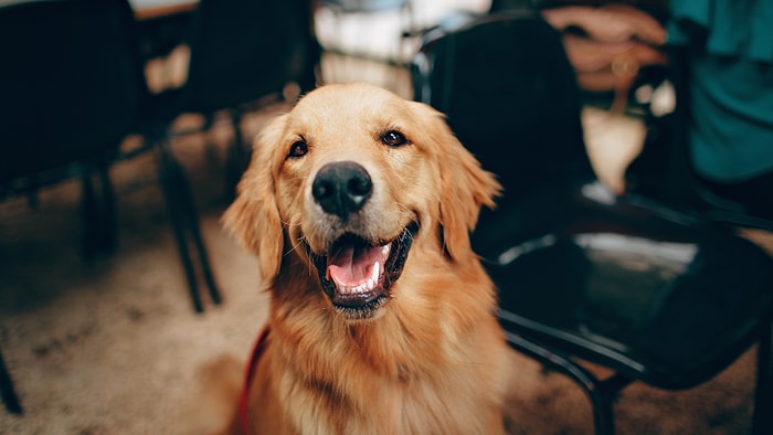 Canınızdan Çok Sevdiğiniz Köpeğinizi Eğitmek İçin Yapabileceğiniz 11 Şey