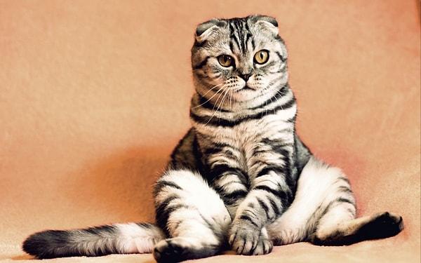 17. Tüm sevimliliğiyle oturan bir kedi!