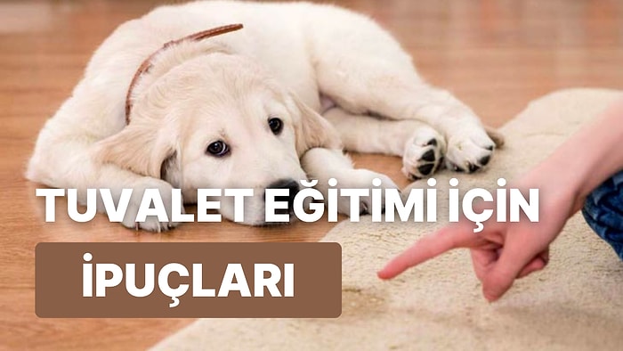 Yavru Köpeğinize Tuvalet Alışkanlığı Kazandırmak İçin Yapabileceğiniz 12 Şey