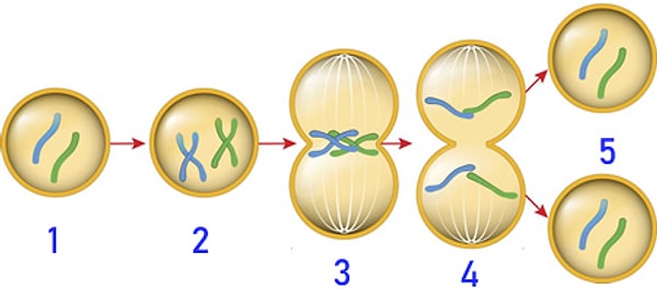 5. Mitoz bölünme sırasında hücrenin özelliklerinden hangisi değişebilir?