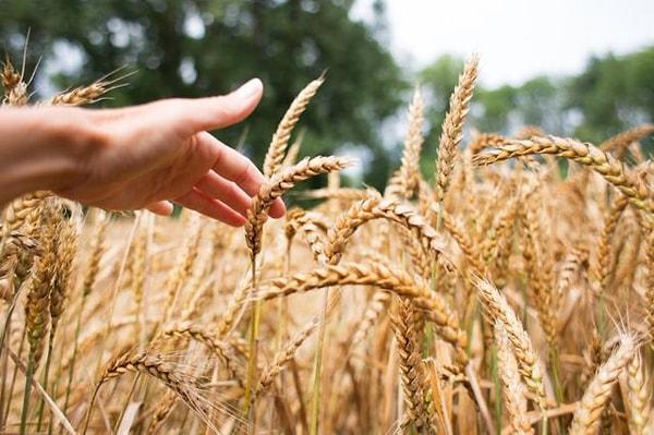 Rüyada Buğday Ekmek Ne Anlama Gelir?