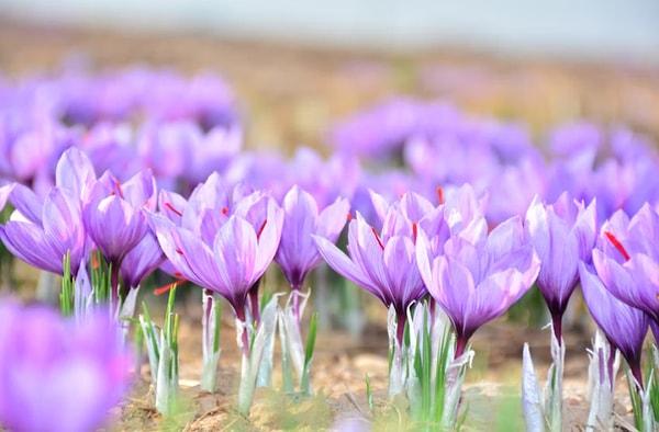 İran'dan Afganistan'a ve Fas'a kadar çiftçiler için safranın bir gelir kaynağı olduğu ülkelerde, safran çiçekleri gün doğarken hasat edilir, çünkü güneşe aşırı maruz kalmak bu çiçeğin kalitesini düşürür.