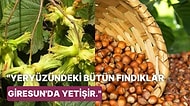 Funduki, Fonduk, Bunduk, Kosuk ve Sonunda Fındık! Destanlarda Kutsal Ağaç Olarak Geçen Fındığın Tarihçesi