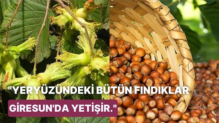 Funduki, Fonduk, Bunduk, Kosuk ve Sonunda Fındık! Destanlarda Kutsal Ağaç Olarak Geçen Fındığın Tarihçesi