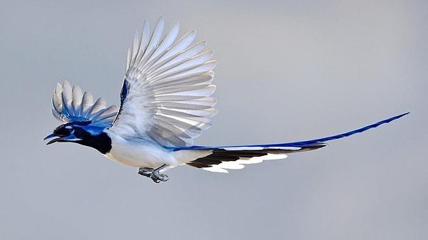 Black-Throated Magpie Jay as Articuno