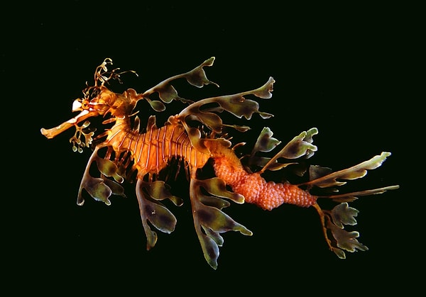 Leafy Seadragon as Dragalge