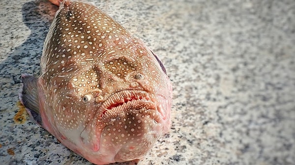 Stargazer as Stunkfish