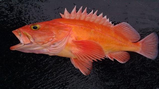 Yelloweye Rockfish as Magikarp