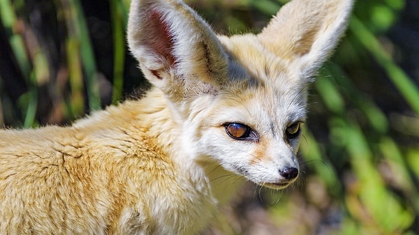 Fennec Fox as Fennekin