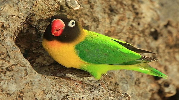 Yellow Collared Lovebird as Chatot