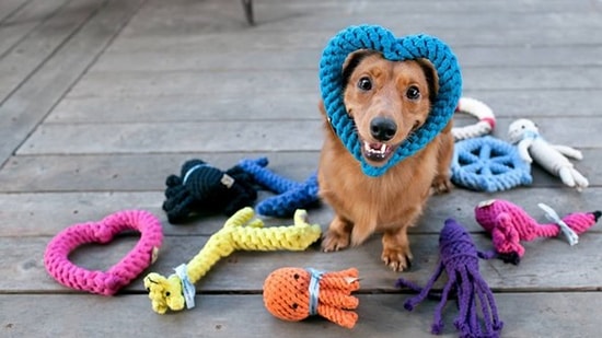 Bize Evcil Hayvanını Anlat, Onu Mutlu Edecek Oyuncağı Söyleyelim!