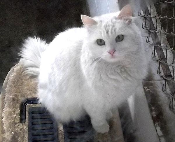 Bu sevimli beyaz kedi, adını hangi başkentten alıyor?