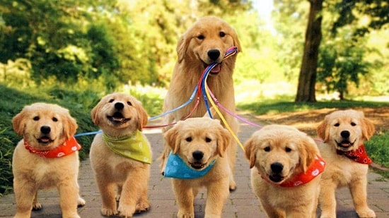 Sen Köpeklerin Dilinden Ne Kadar İyi Anlıyorsun?