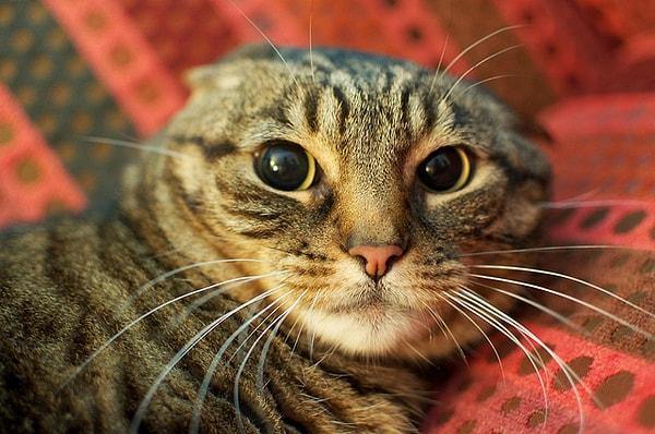 11. Kediniz kulaklarını geriye yatırıyorsa kendisini tehlikede hissediyordur.