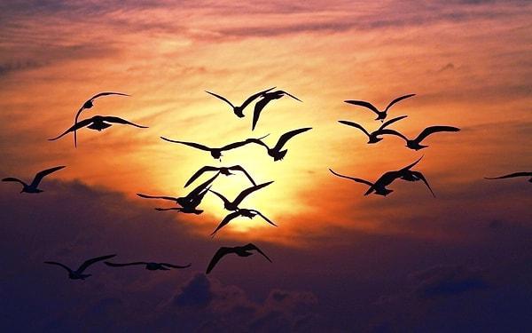 2. "Uç bakalım güzel kuş, özgürlüğe aç kanatlarını...  Benim açamadığım kanatları..."