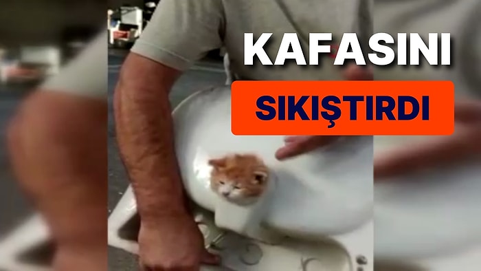 Lavabo Deliğine Kafası SIkışan Kedi Böyle Kurtarıldı