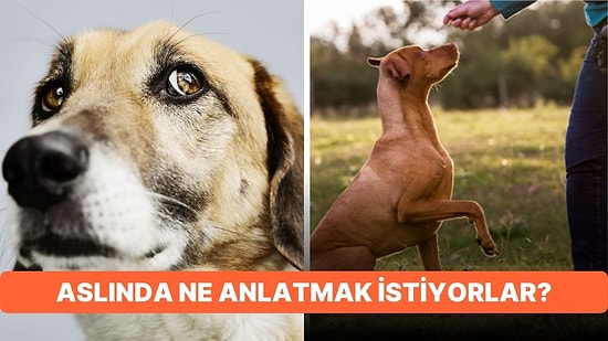 Köpeklerin Hareketlerinden Ne İstediklerini Anlayabilecek misin?