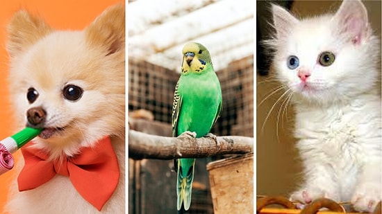 Sen Daha Çok Kedi İnsanı mısın Köpek İnsanı mı Yoksa Kuş İnsanı mı?