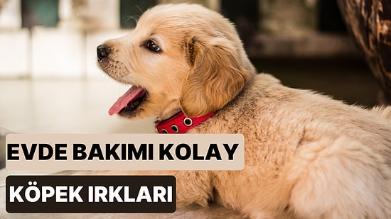 Köpek Sahiplenmek İsteyenler Buraya! Evde Bakılabilecek Köpek Cinslerini Söylüyoruz!