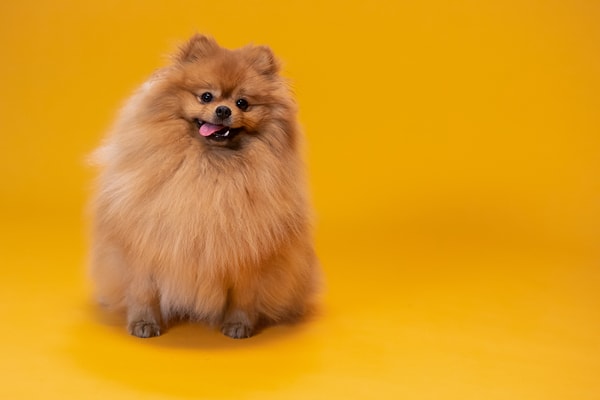 3. Pomeranian