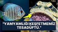 Yamyamlık! Ağzında Yavrularını Taşıyan Dişi Ciklet Balığının Acıktığında Onları Yediğini Biliyor muydunuz?