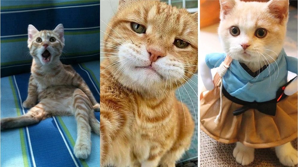Sevdiğin Şeylere Göre Ruh Eşin Olan Kediyi Buluyoruz!