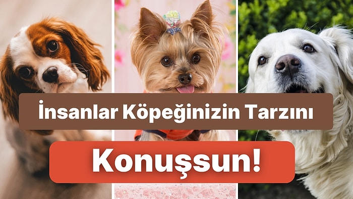 Hem Küçük Hem Büyük Irklara! Köpeklerinizi Soğuktan ve Yağmurda Koruyacak Mont ve Yağmurluk Önerileri