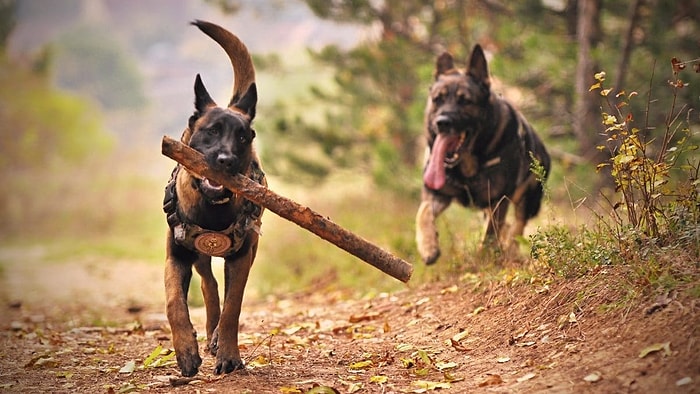 Köpeğinin Rüyalarını Süsleyen Şey Ne?