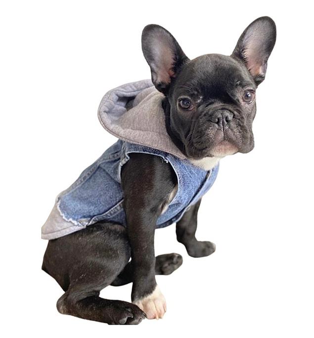 2. Veste en jean à capuche pour chien