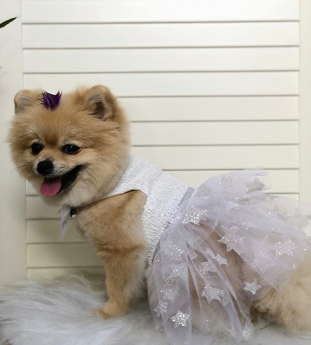10. Robe de mariée pour chien à boucle 🤩
