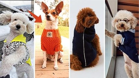 Evcil Dostunuz İçin Tercih Edebileceğiniz Küçük Irk Köpek Kıyafetleri