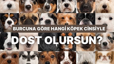 Burcuna Göre Hangi Köpek Cinsiyle Daha İyi Anlaşacağını Söylüyoruz!