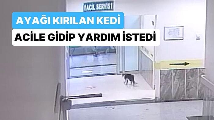 Bitlis'te Ayağı Kırılan Kedi Acil Servise Giderek Kendisini Tedavi Ettirdi