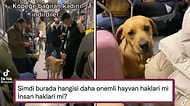 Toplu Taşıma Aracına Binen Sokak Köpeğinden Korkan Kadının Otobüsten İndirilmesi Tartışma Yarattı