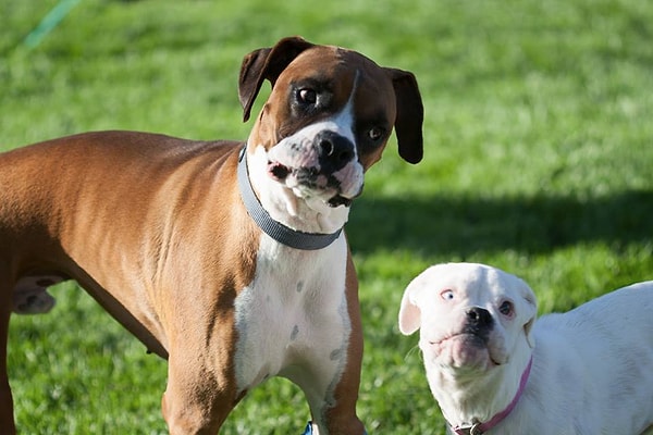 Köpek.