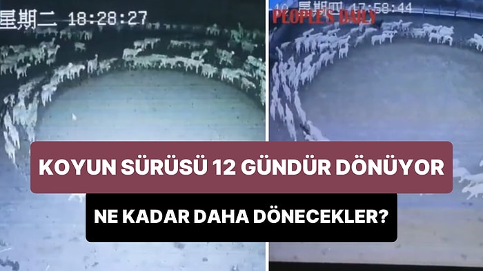 Oluşturdukları Çemberde 12 Gündür Döndükleri İddia Edilen Koyun Sürüsü İlgi Odağı Oldu