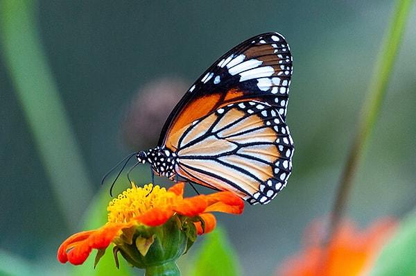 3. Sevimlilik ve özgürlükle özdeşleştirdiğimiz kelebekler, minerale ihtiyaç duydukları için kan içiyorlar.