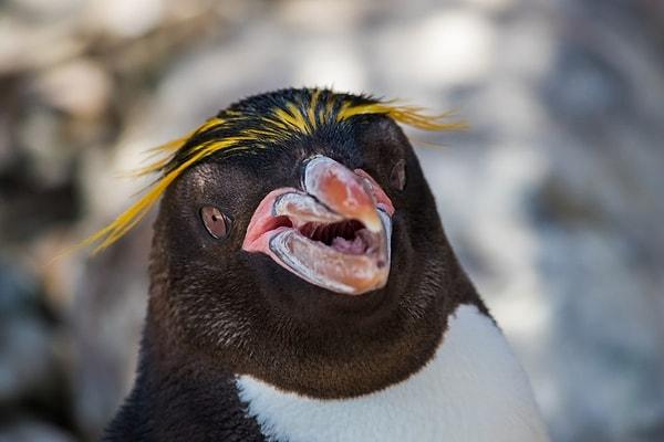 12. Hepimizin tatlış hayvanlar olarak gördüğü penguenler aslında ölü penguenlerle ilişkiye giriyor, çeteler halinde geziyor ve başka penguenlerin bebeklerini çalıyorlar!